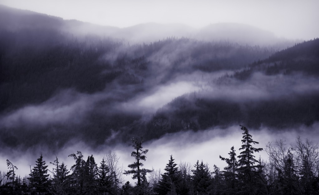 Fog and low clouds in Alaskan mountains with spruce trees.