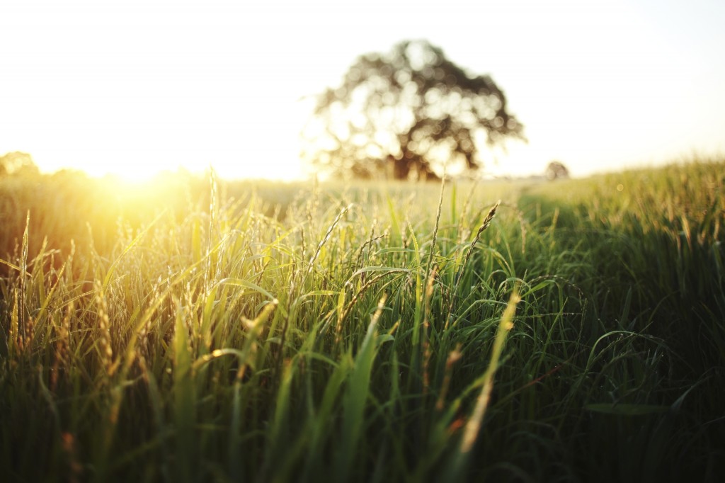 sun rising above a field of grass during the summer