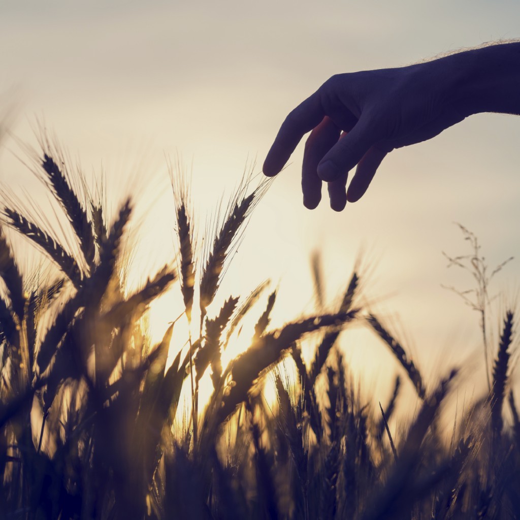 Man reaching out to touch wheat ears