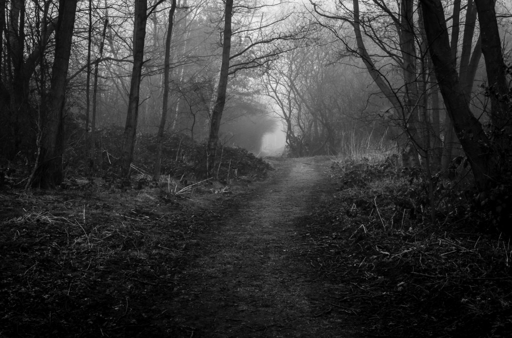 A long path through a dark wood on a foggy morning