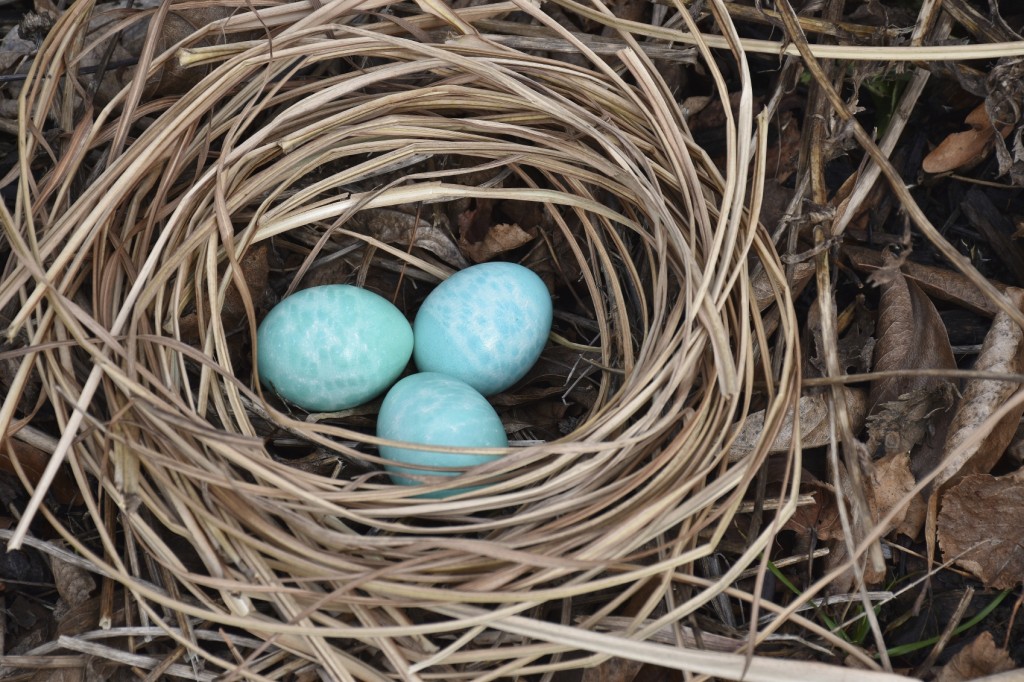 Birds nest with three blue eggs