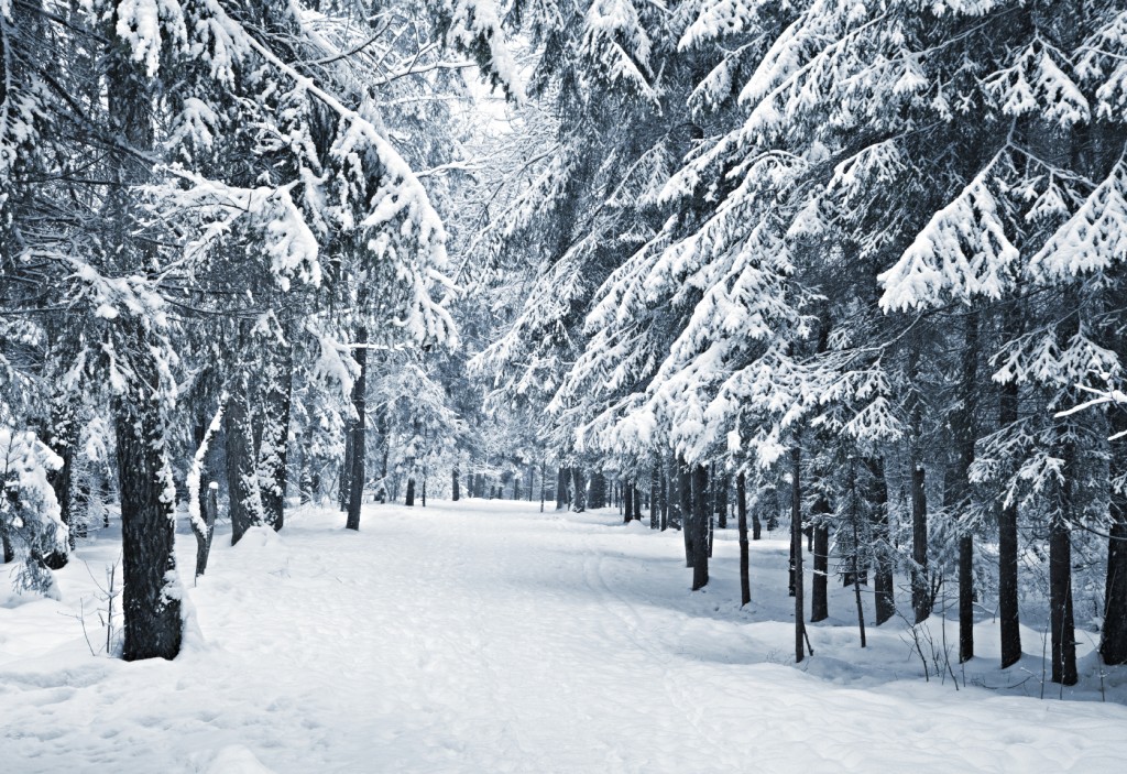 A path between trees covered with snow