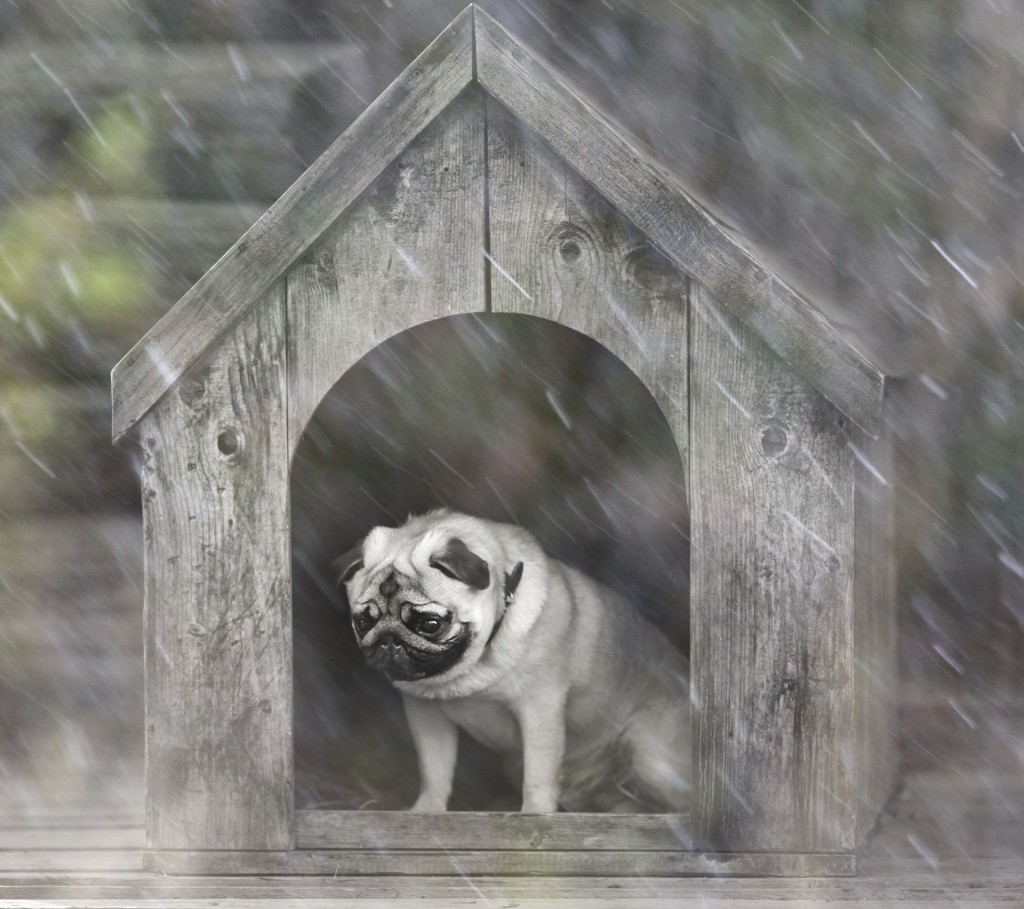 pug dog in the dog house