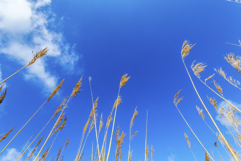 reeds of grass with clear blue sky