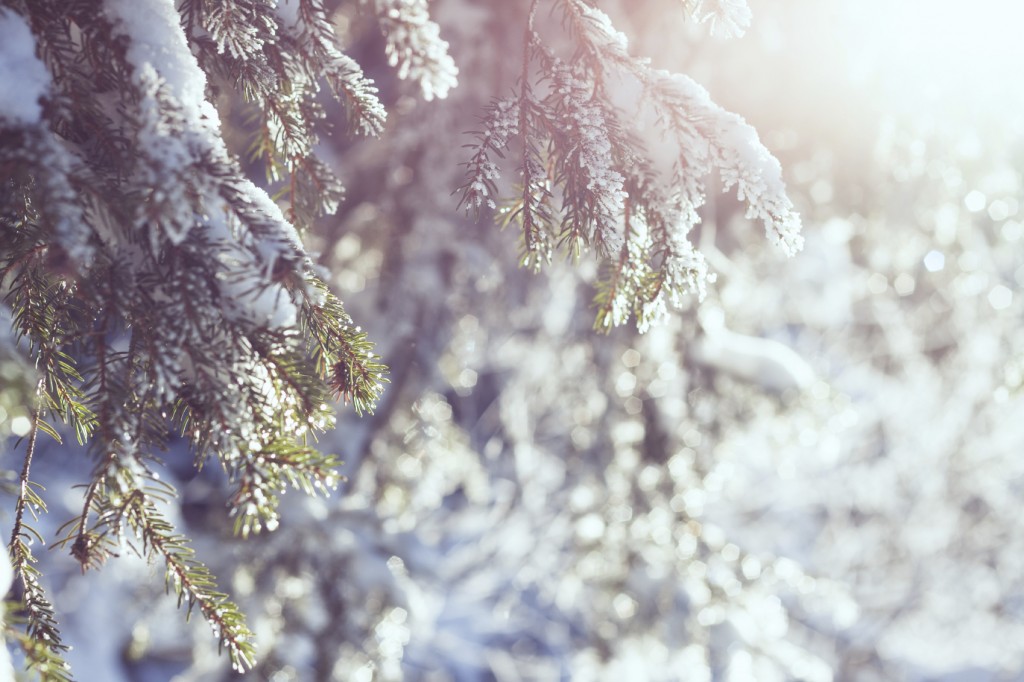 Snowy winter background with bright sunshine