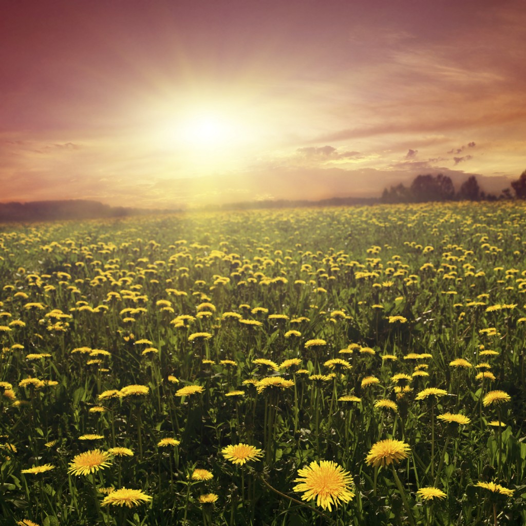 Field of dandelions at sunset