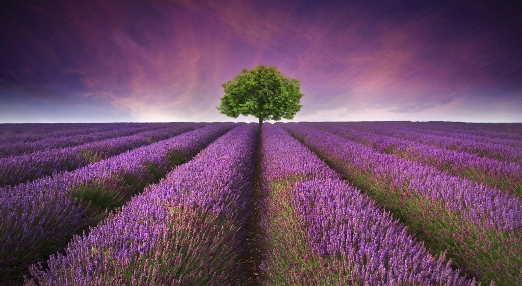 lavender field Summer sunset landscape with single tree on horizon contrasting colors