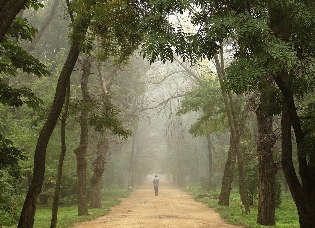 man walking down a path between trees