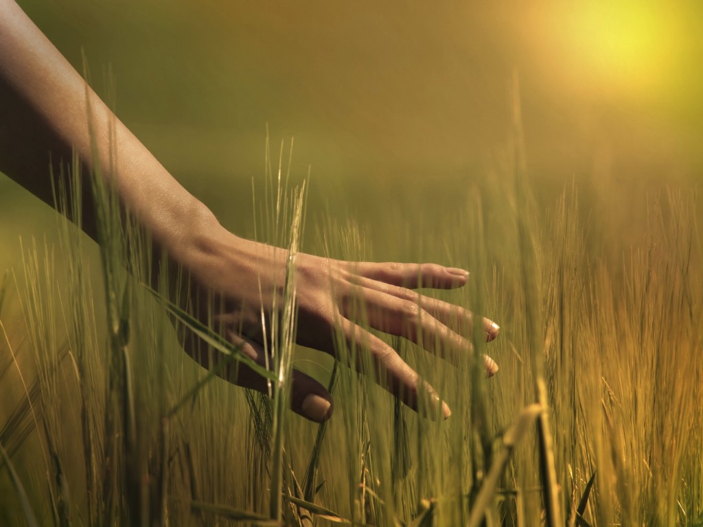 womans hand touching the tall grass in a field.