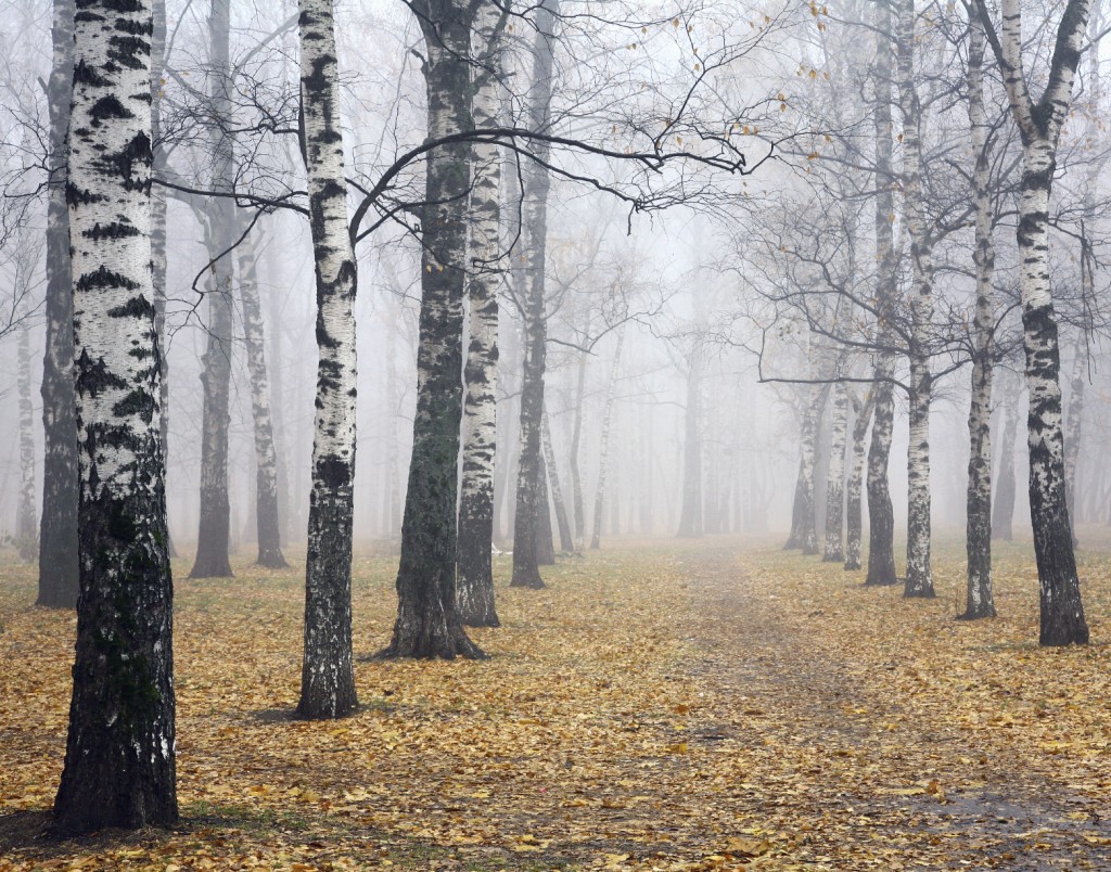 Pathway in deeply mist autumn birch park