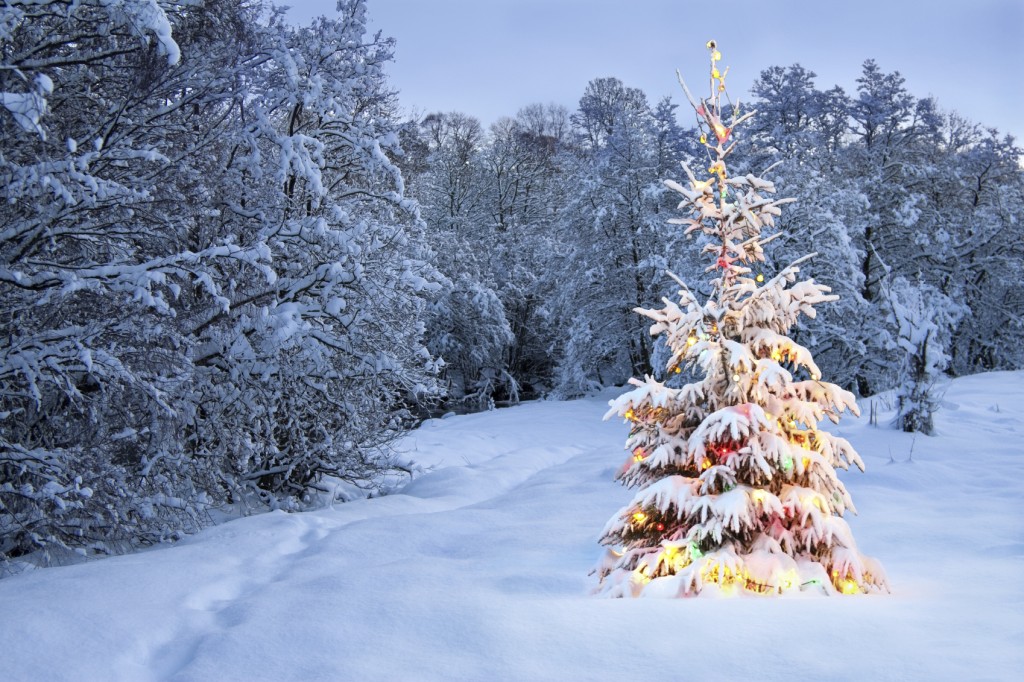 Christmas tree in snow with colored lights