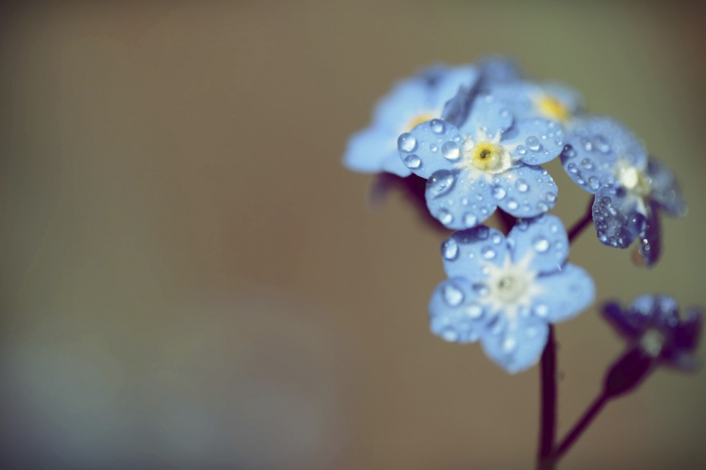 little blue flowers