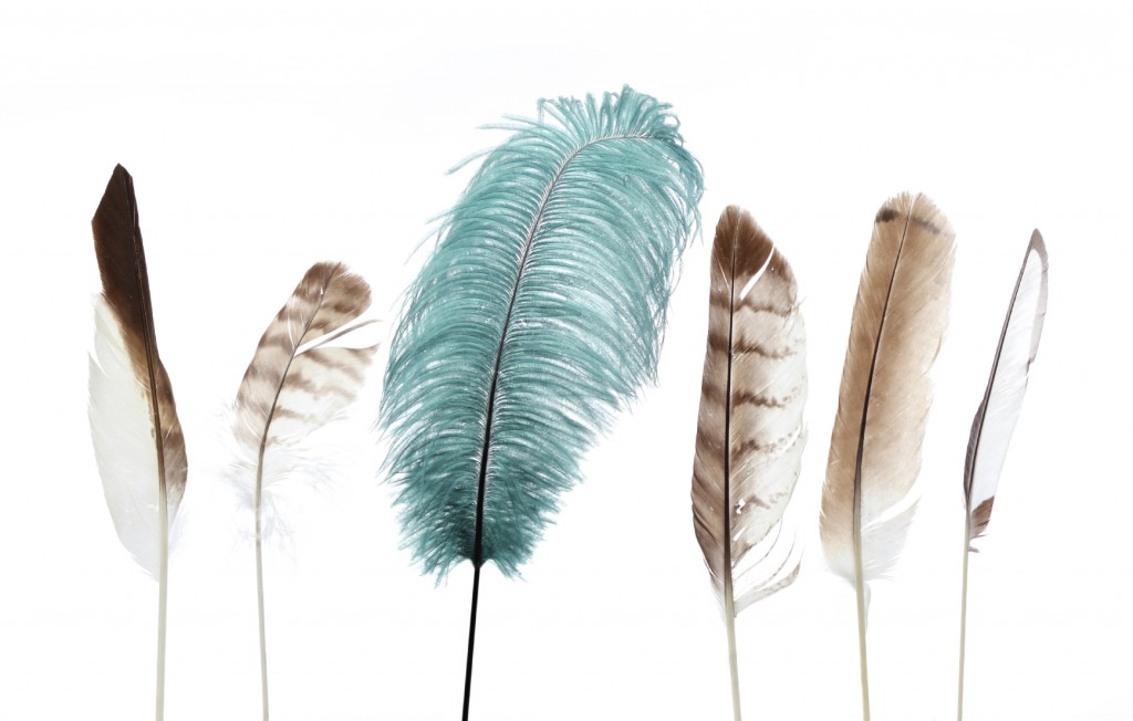 group of brown and white feathers with one large green feather