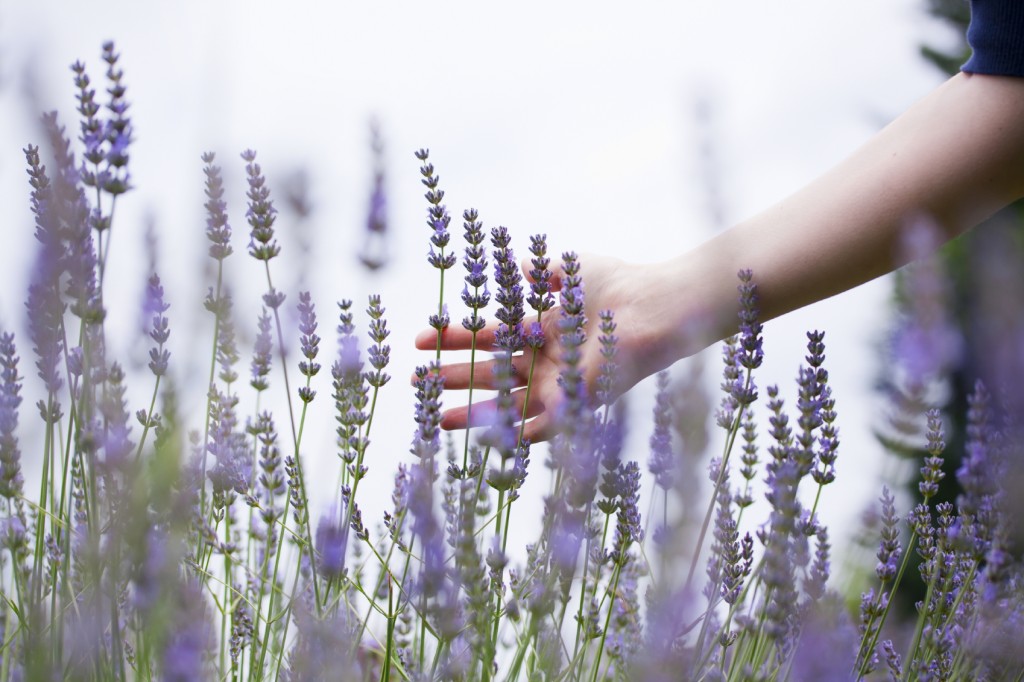 woman's hand touching lavender in a field