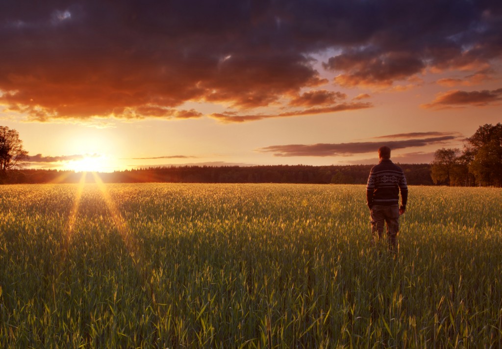 Man walking through a glowing field of crops at sunset