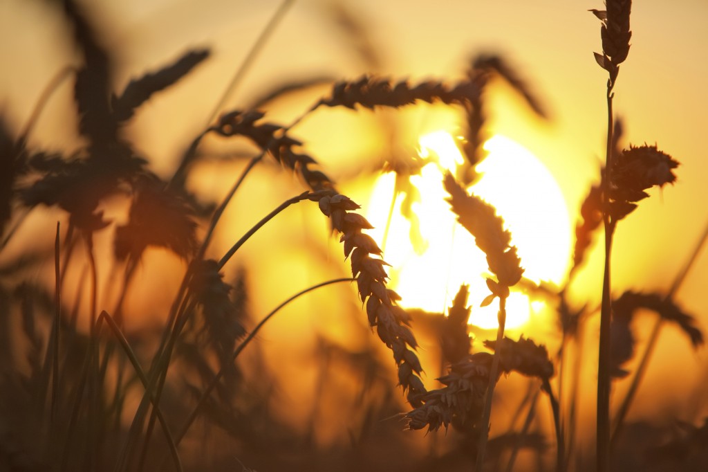 Eers of wheat. Soft sunset light.