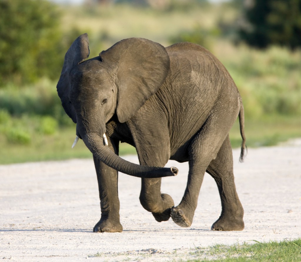 Energetic Young Elephant