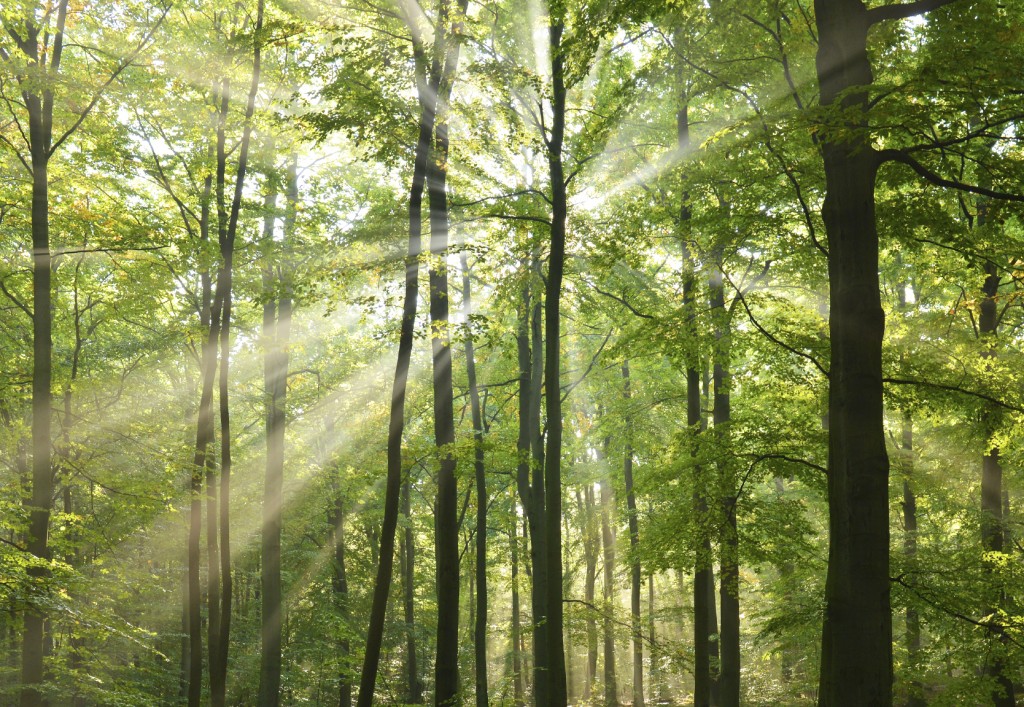 Beautidul sunbeams in green forest