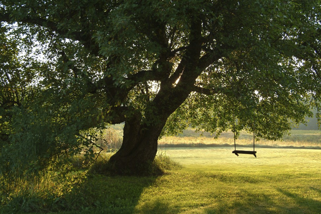 Romantic scene of a single swing in a tree