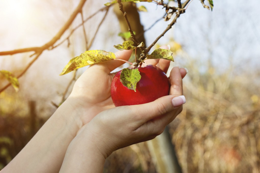 Woman's hands are taking down red apple from tree