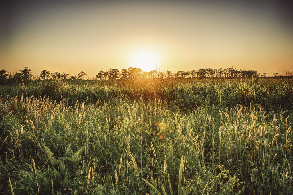 A warm sunset captured in Madisonville, Louisiana featuring a field a tall grass or Sea Oats