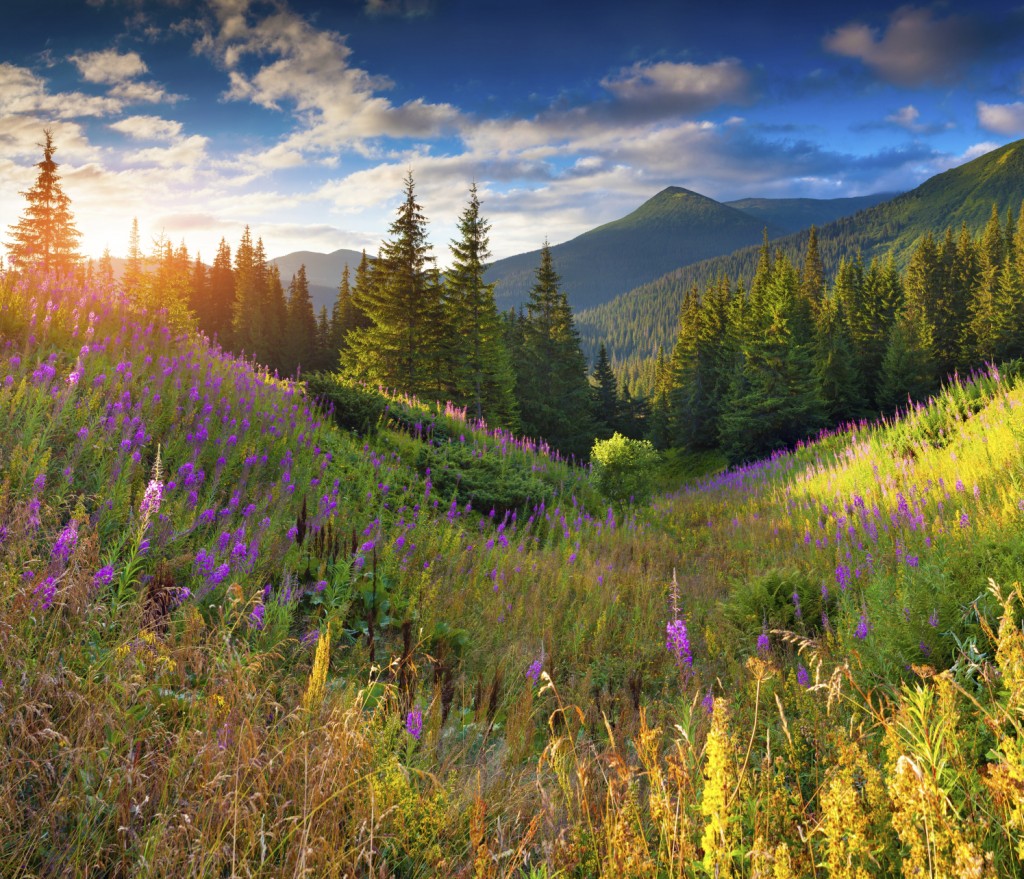 Beautiful autumn landscape in the mountains with pink flowers. S