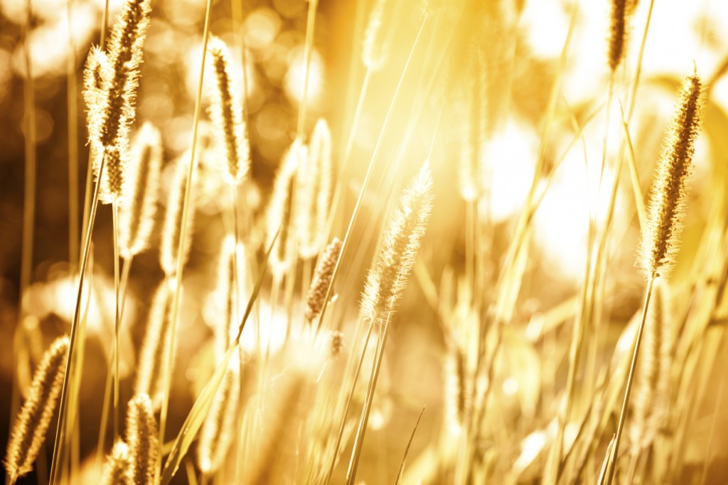 wheat in the setting sun