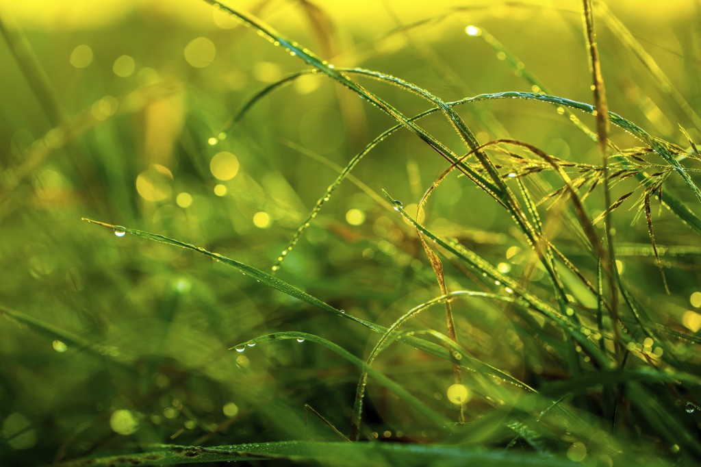 Morning grass after rain in the morning sun backlit