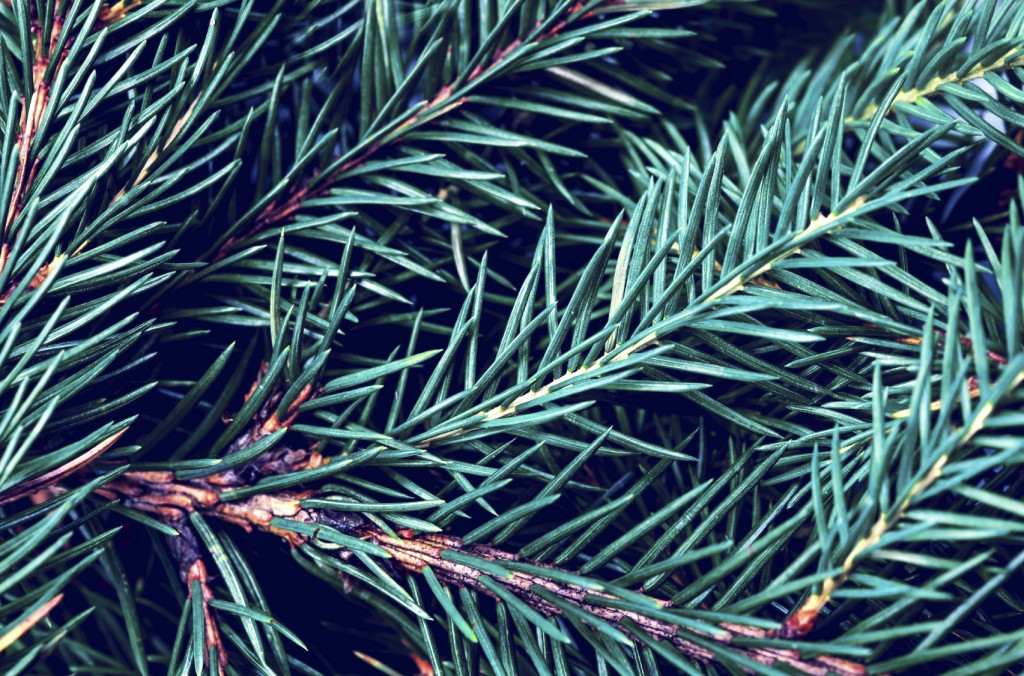 Fir-tree background - Silver, blue spruce pine, fir tree close up.
