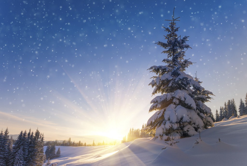View of snow-covered conifer trees and snowflakes at sunrise.