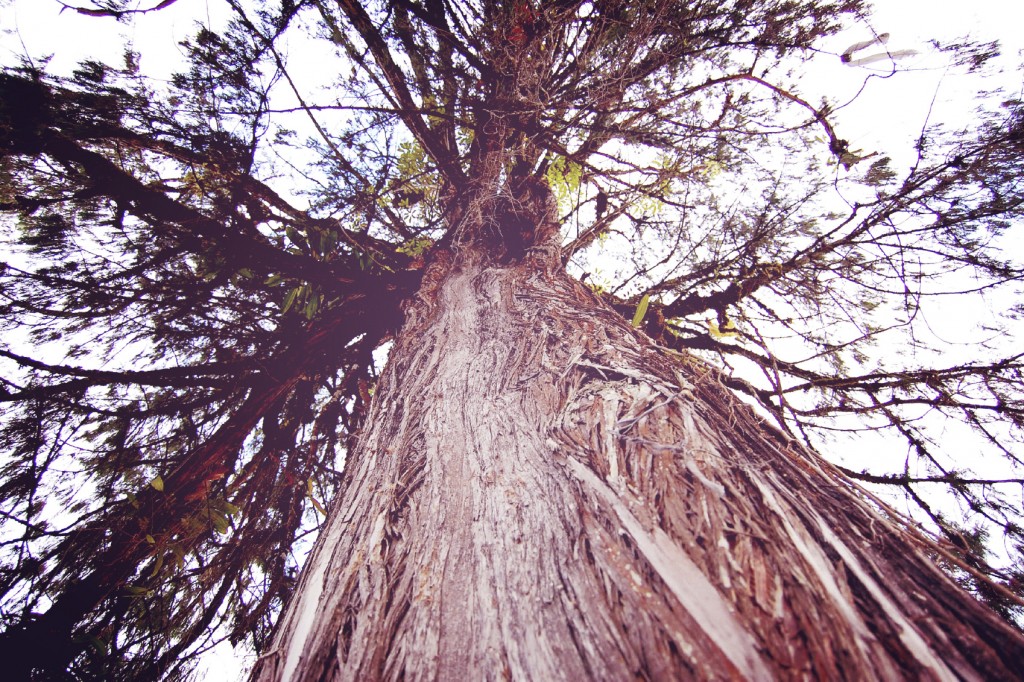 Huge tree near Tashiding Monastery, Sikkim, India.
