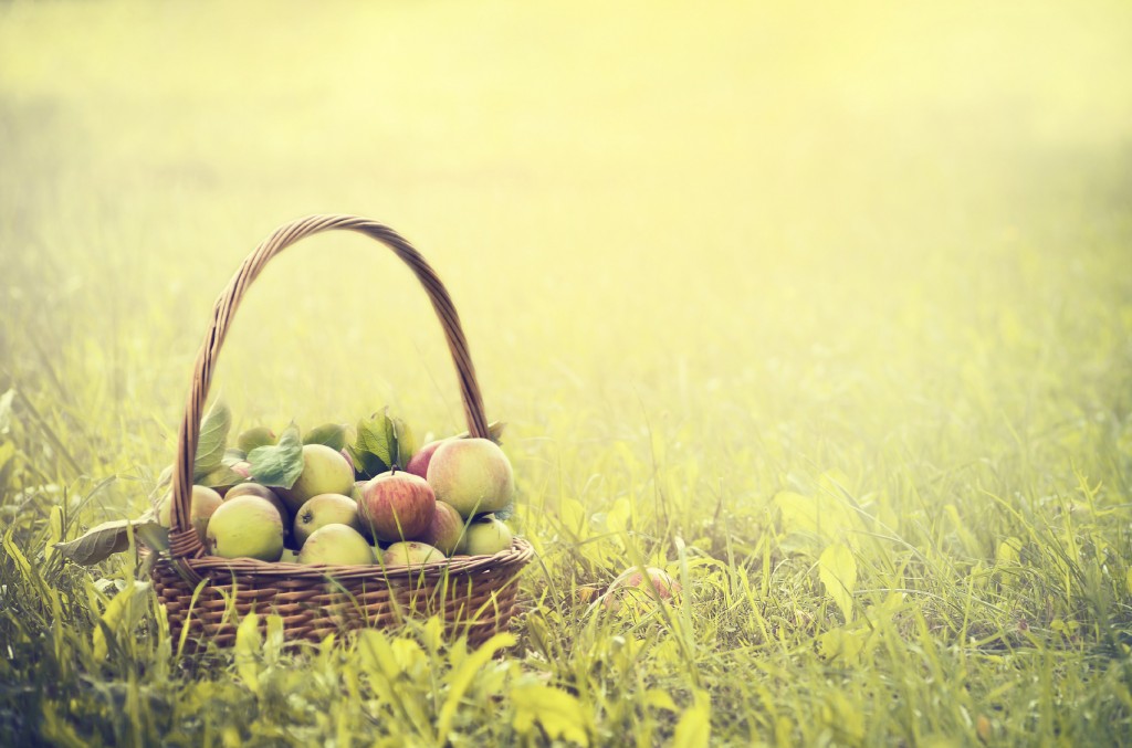 multicolored apples in a basket on the green grass and sun background, toned