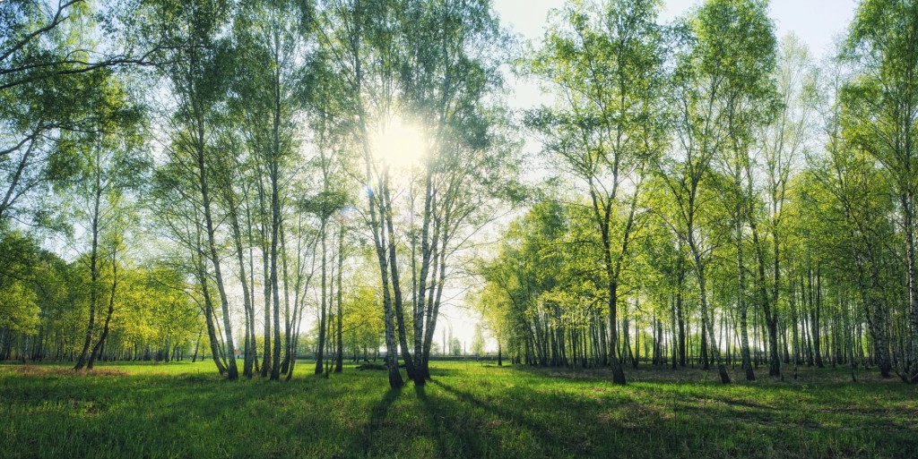 birch forest with morning sunlight beams panorama