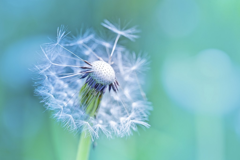 Beautiful white dandelion with seeds on blue background