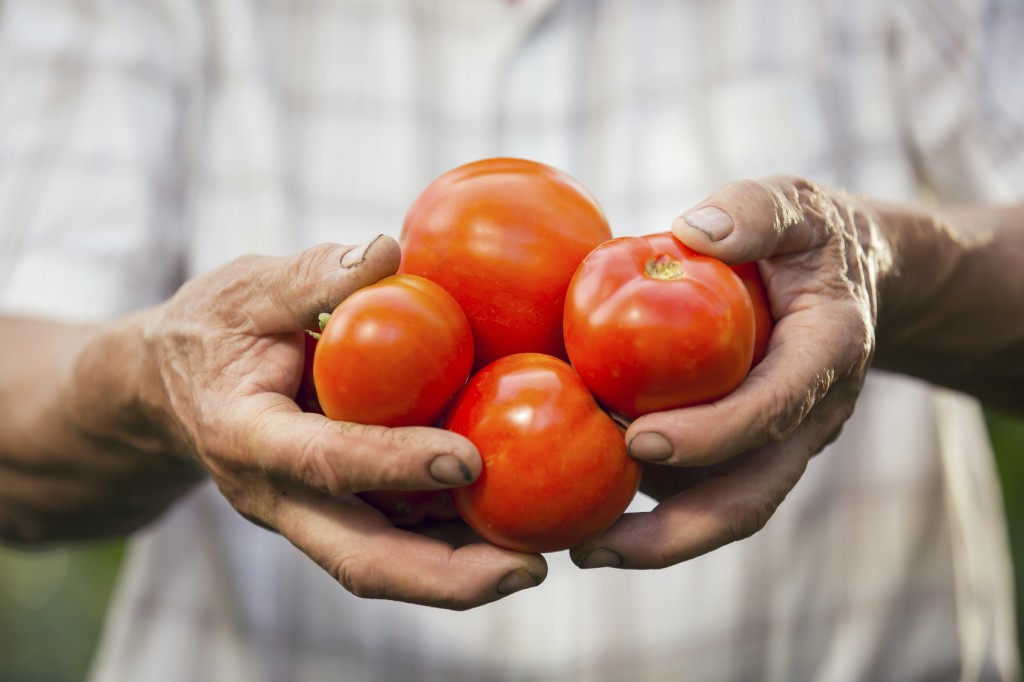 Hand holding organic tomatoes.