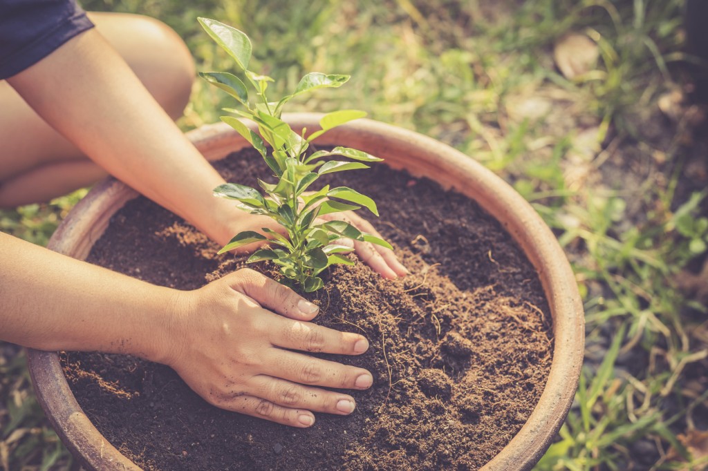 Hand holding a green plant on soil