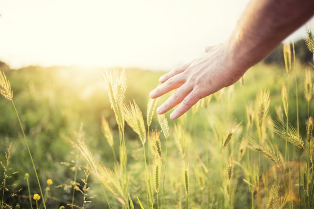 Hand in a field