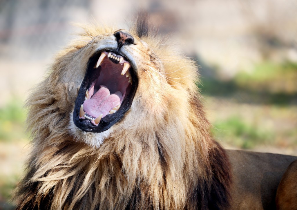 Angry male lion.