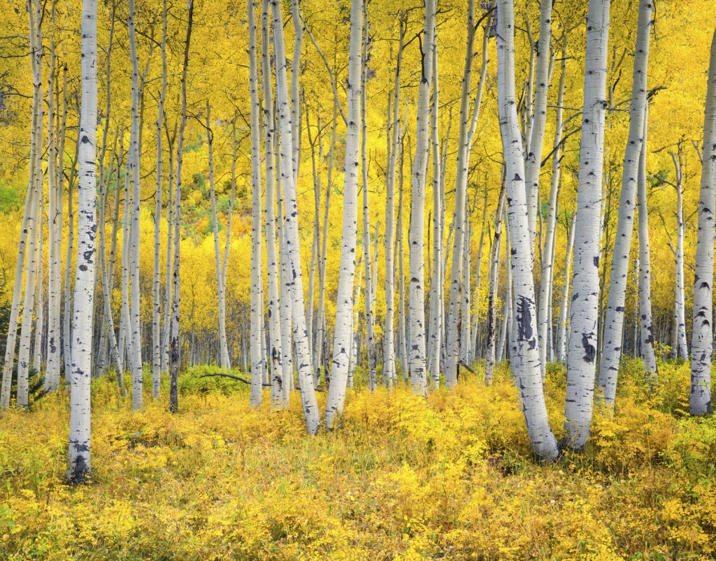 Colorado Rocky Mountains comes alive with color of autumn Aspen trees forest. Foreground fill with yellow vegitation leading back to featured aspen trees with well lit white trunks.
