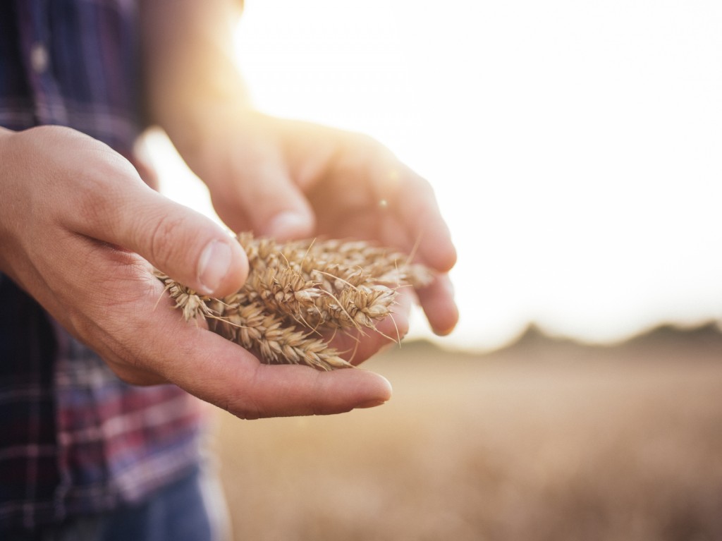 Farmer holding stalks of wheat in hands in a field