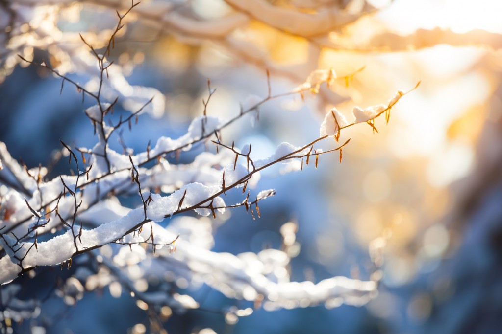Snow on the Branch and Sunset - Winter Background