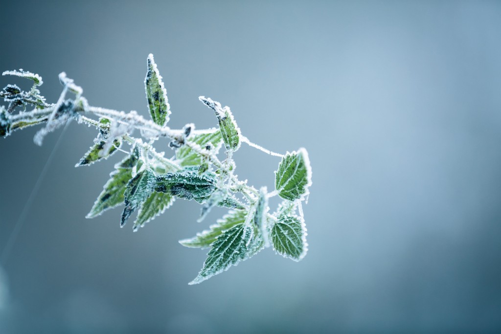 Green plant covered with frost on a cold winter morning.