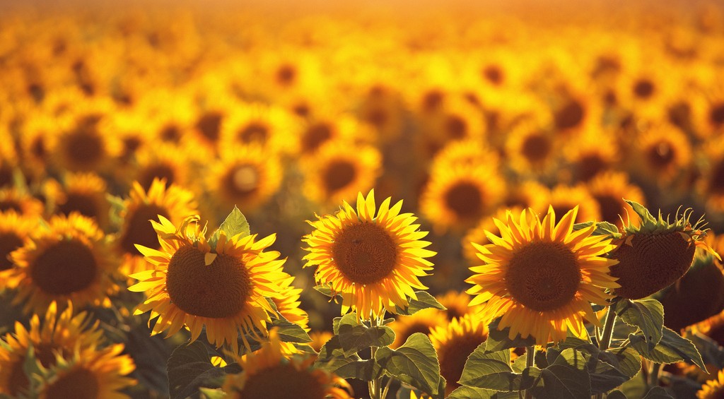 sunflower field in Provence, Plateu de Valensole