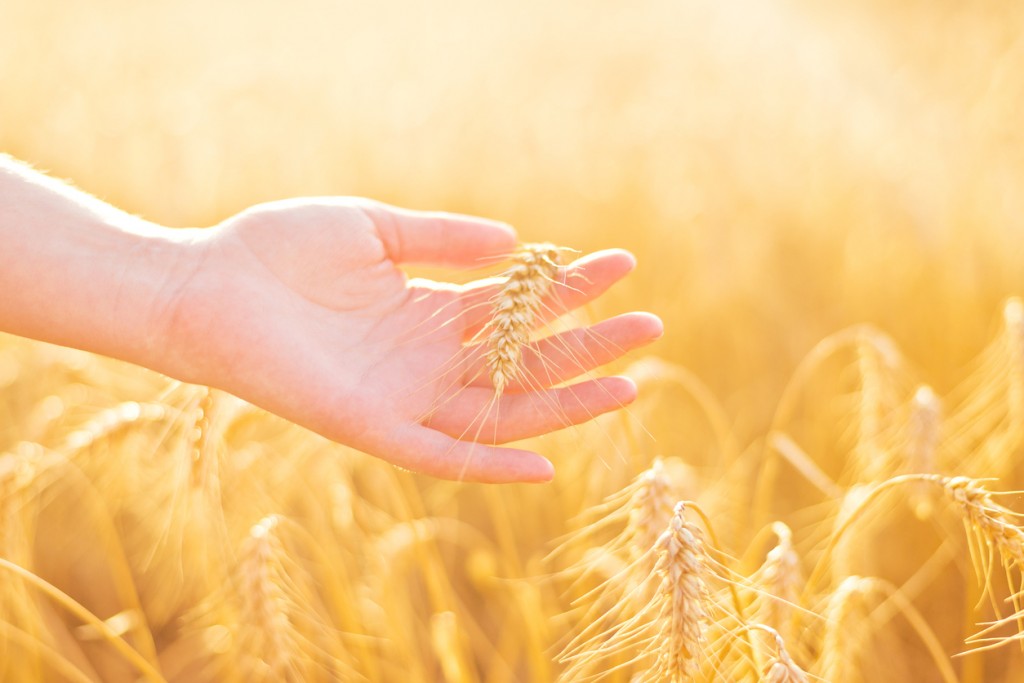 Female hand in cultivated agricultural wheat field. Crop protection concept.