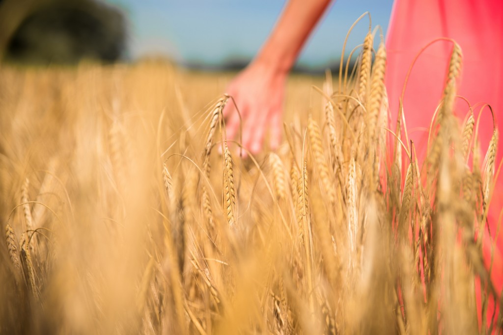 Close up photo of blurred woman's hand touching a yellow wheat in a field. She is wearing a red dress.