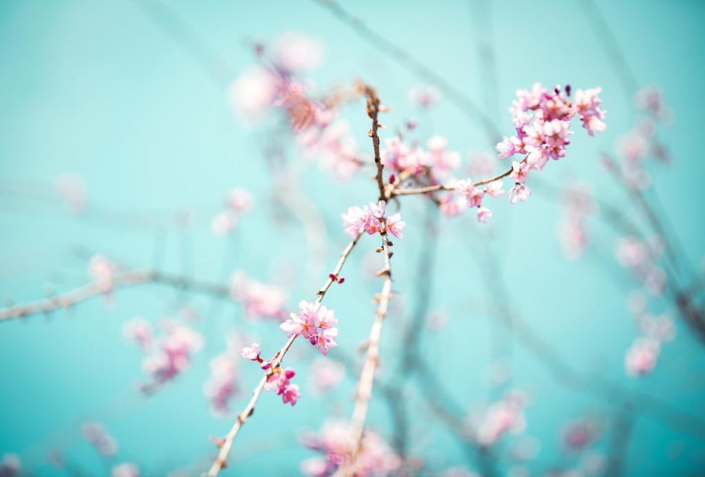 Blooming Tree Spring background with blooming cherry branches.