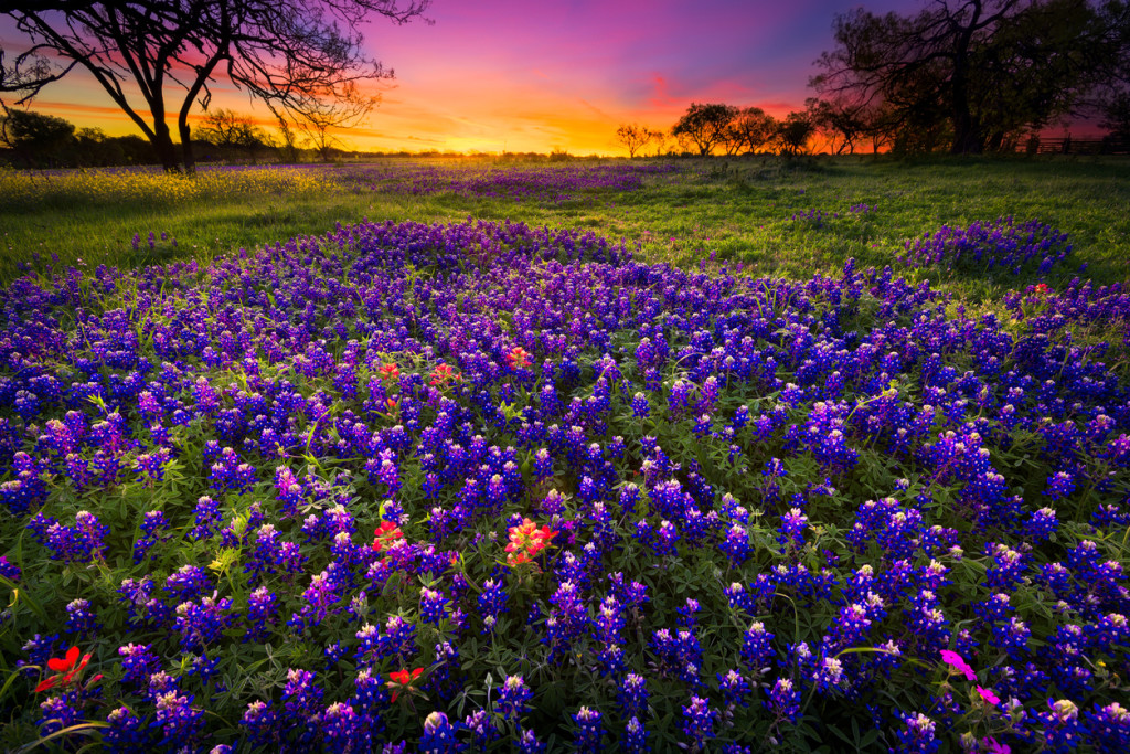Spring Sunrise in the Texas Hill Country Dawn breaks over a field of bluebonnets and Indian paintbrushes near Fredericksburg, TX