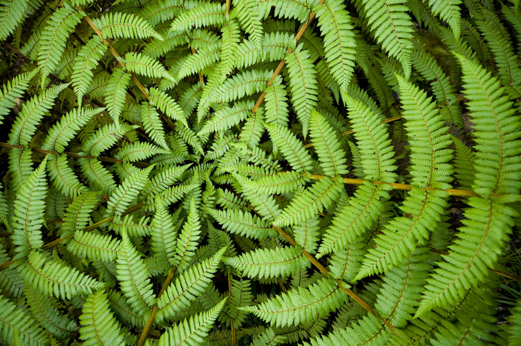 Fern Circle Centre of a fern, taken in New Zealand.