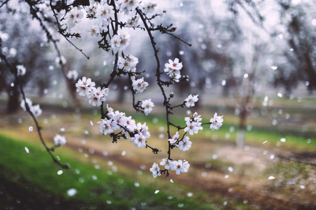 Almond trees blooming