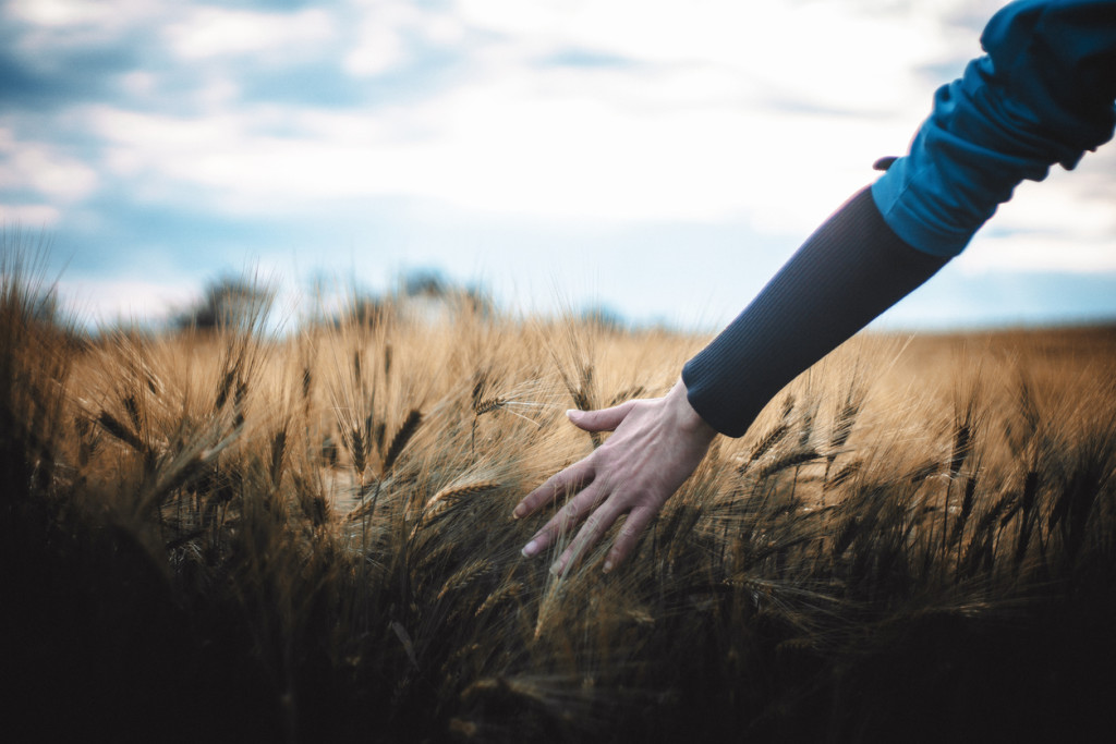 Woman hand Touching barley